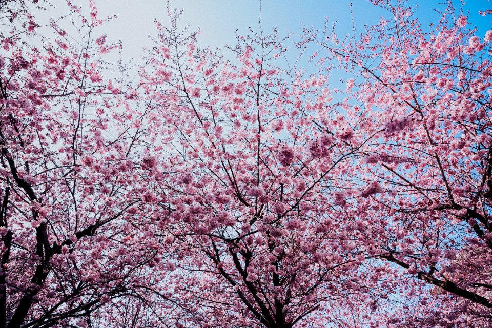 Cherry Blossom Tree