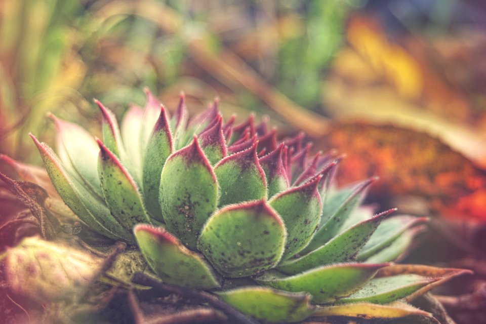 Green Succulent Plant