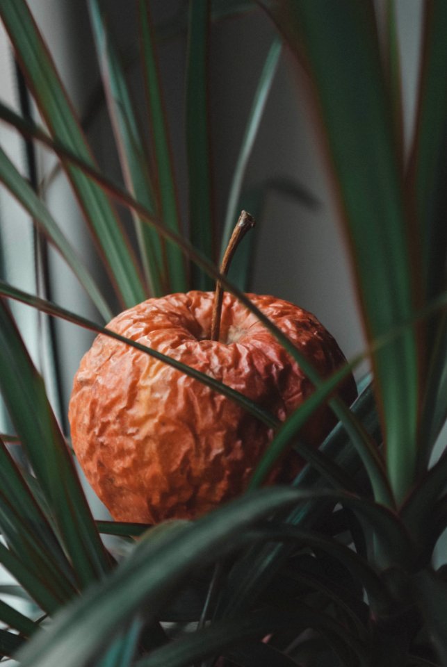 Selective Focus Photo Of Brown Fruit
