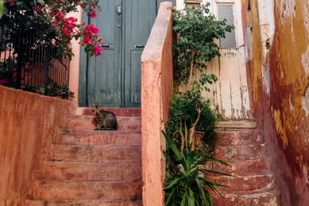 Brown Tabby Cat On Brown Stairway With Pink Bougainvillea photo