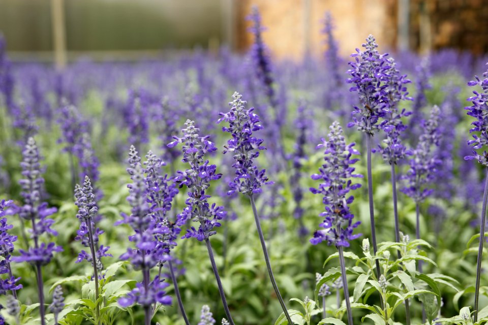 Purple Lavander Flowers