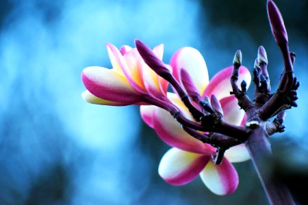 White And Purple Petaled Flowers