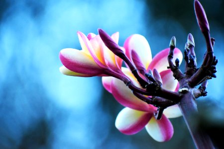 White And Purple Petaled Flowers photo