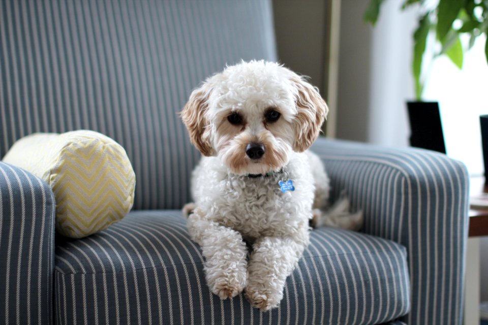 White Shih Tzu Puppy On Fabric Sofa Chair