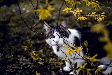 White And Black Cat photo