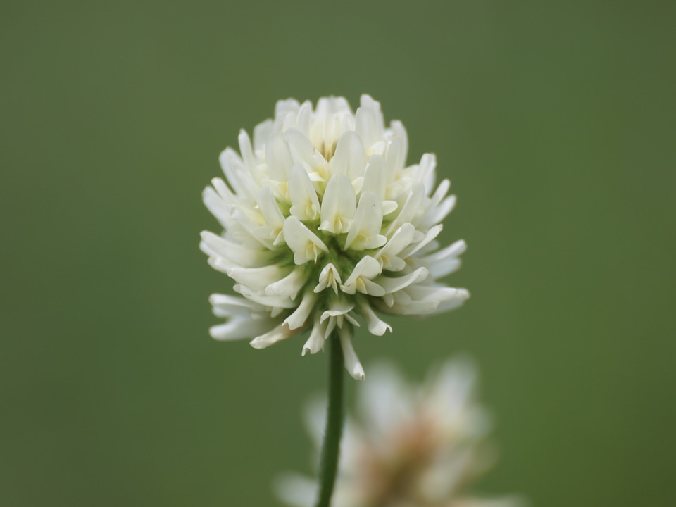 Bloom pointed flower close up