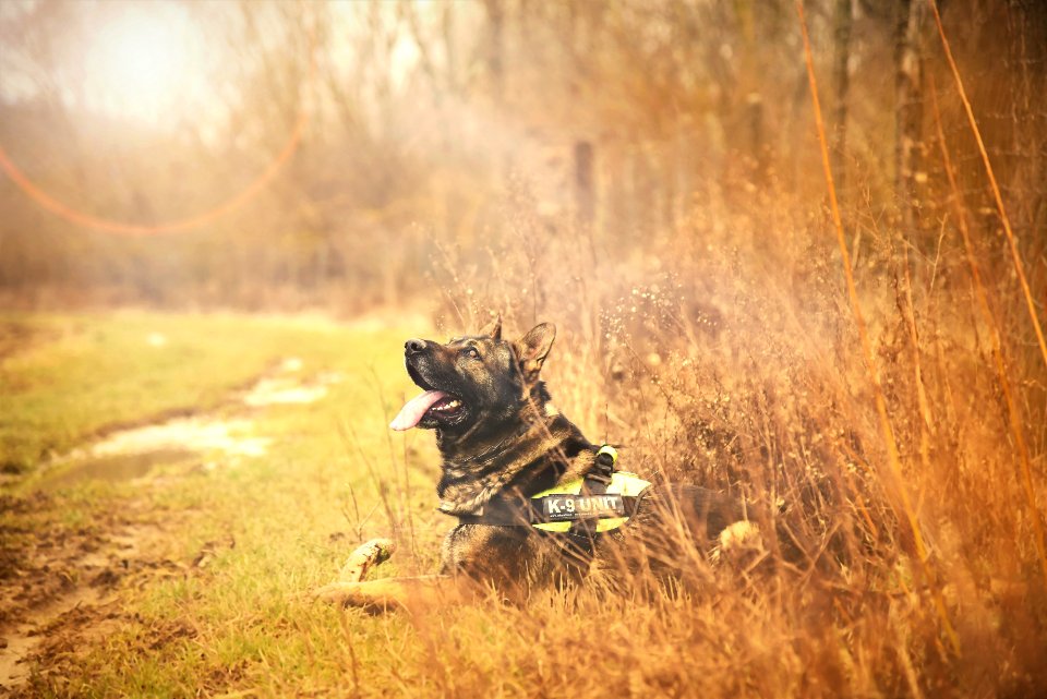 Tilt Shift Photo Of An Adult German Shepherd