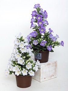 Violet plant purple