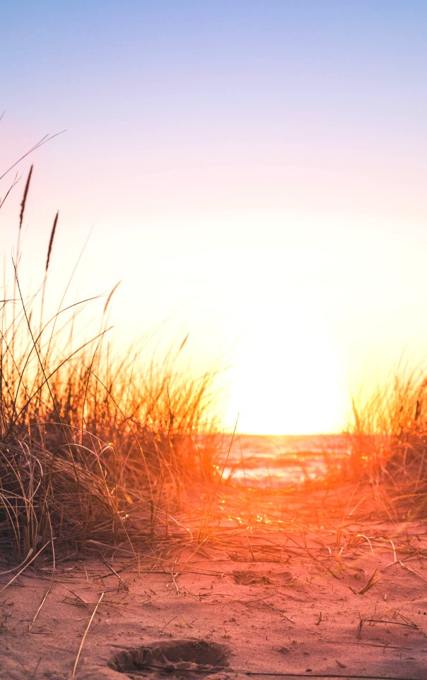 Silhouette Of Grass