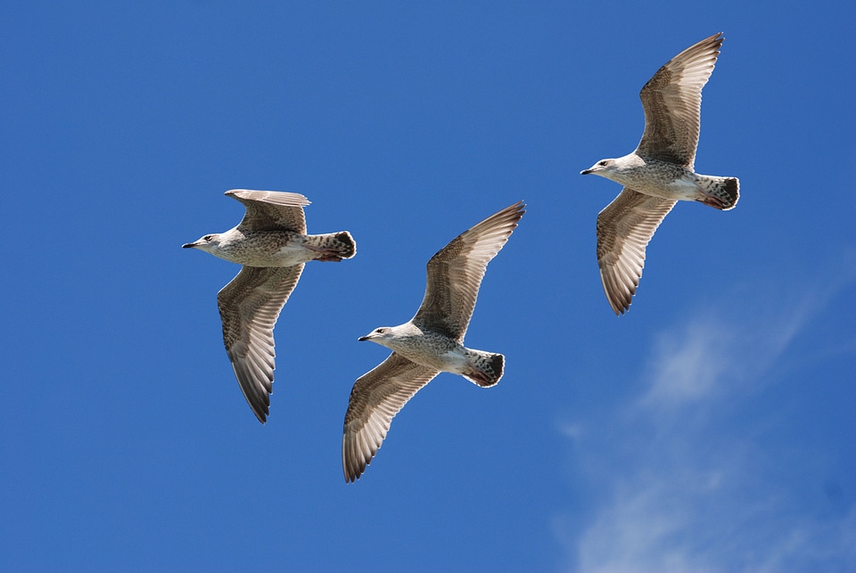 Feather sky flight