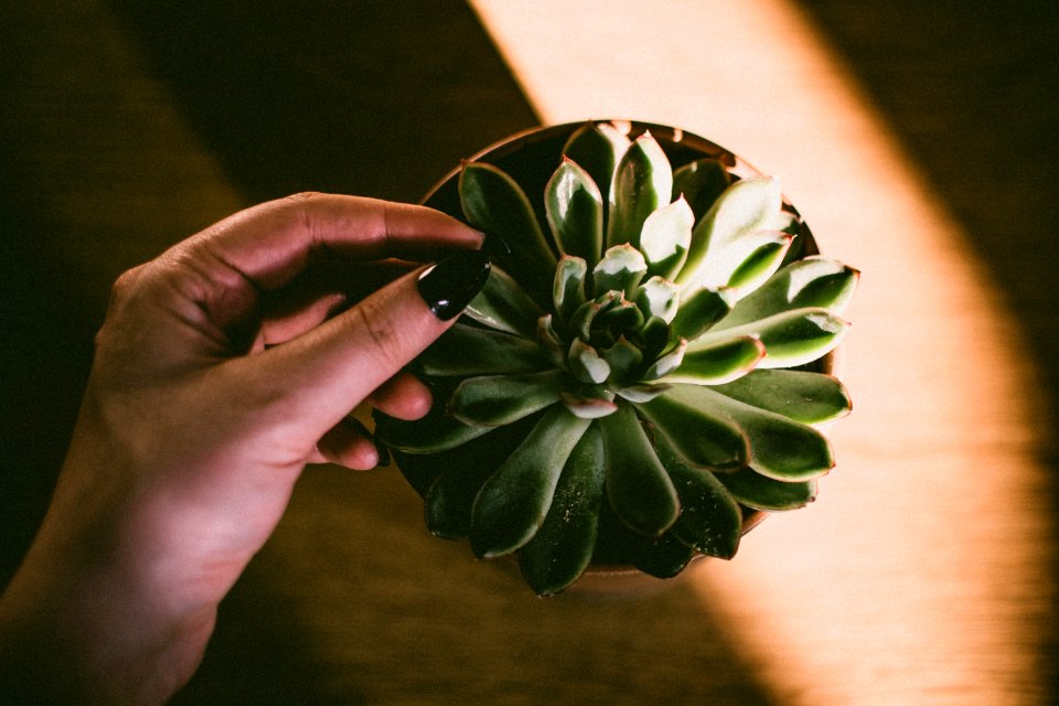 Closeup Photo Of Brown Potted Green Plant