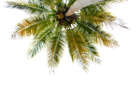 Worms-eye View Of Coconut Tree photo