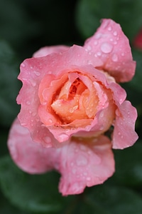 Pink nature pink flower photo