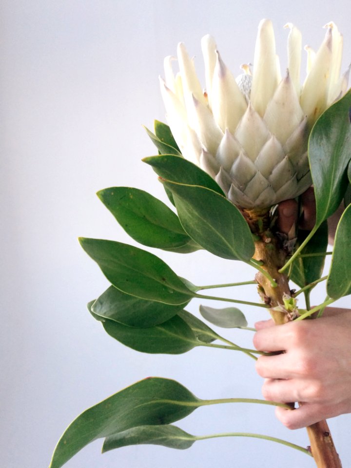 Persons Hand Holding White Petal Flower
