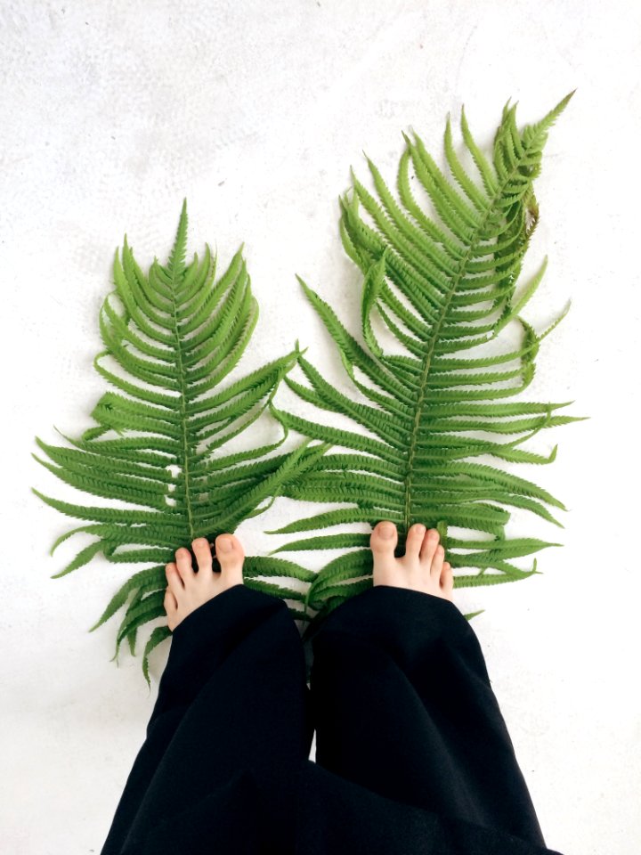 Two Fern Leaves Stepped By A Person