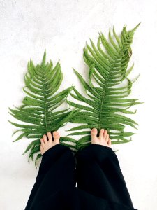 Two Fern Leaves Stepped By A Person