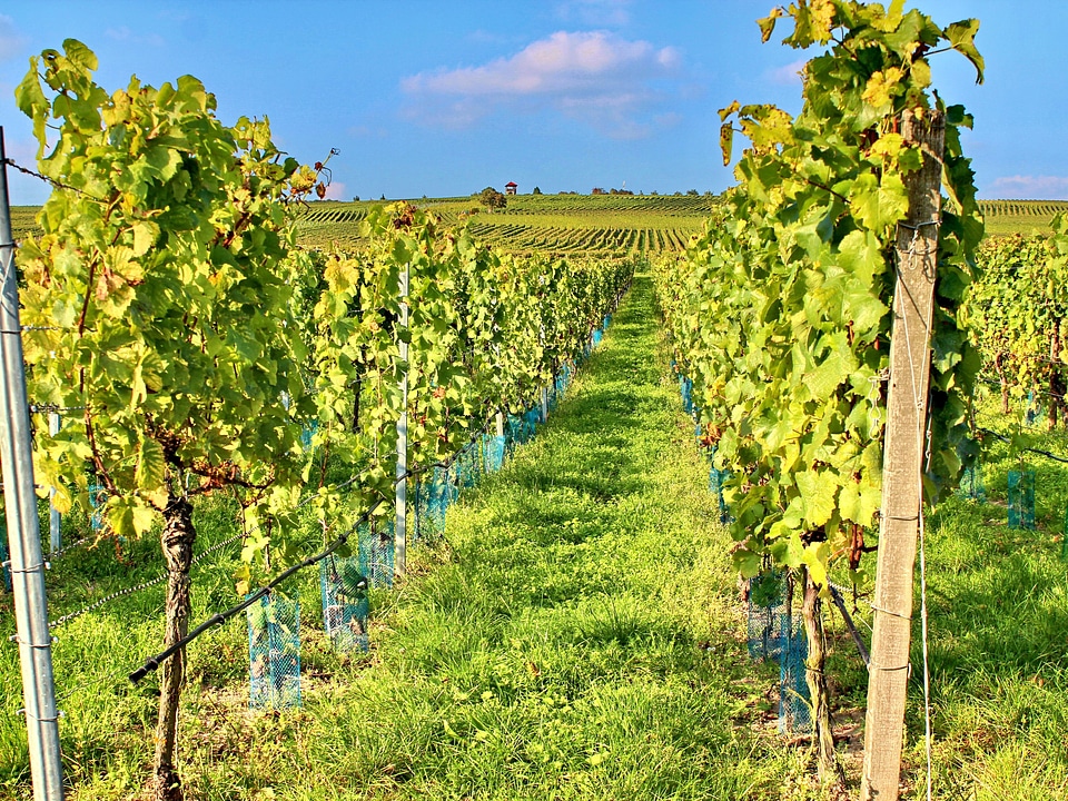 Wine autumn sommerach