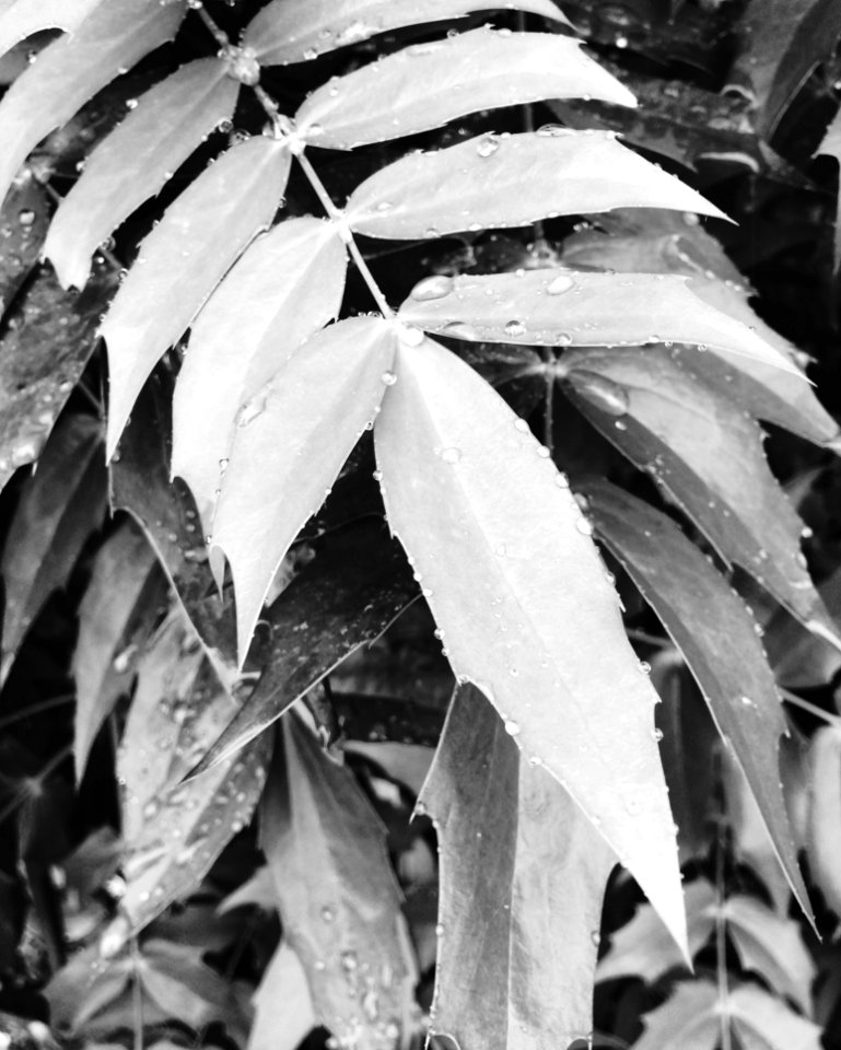 Linear Leaf Plants