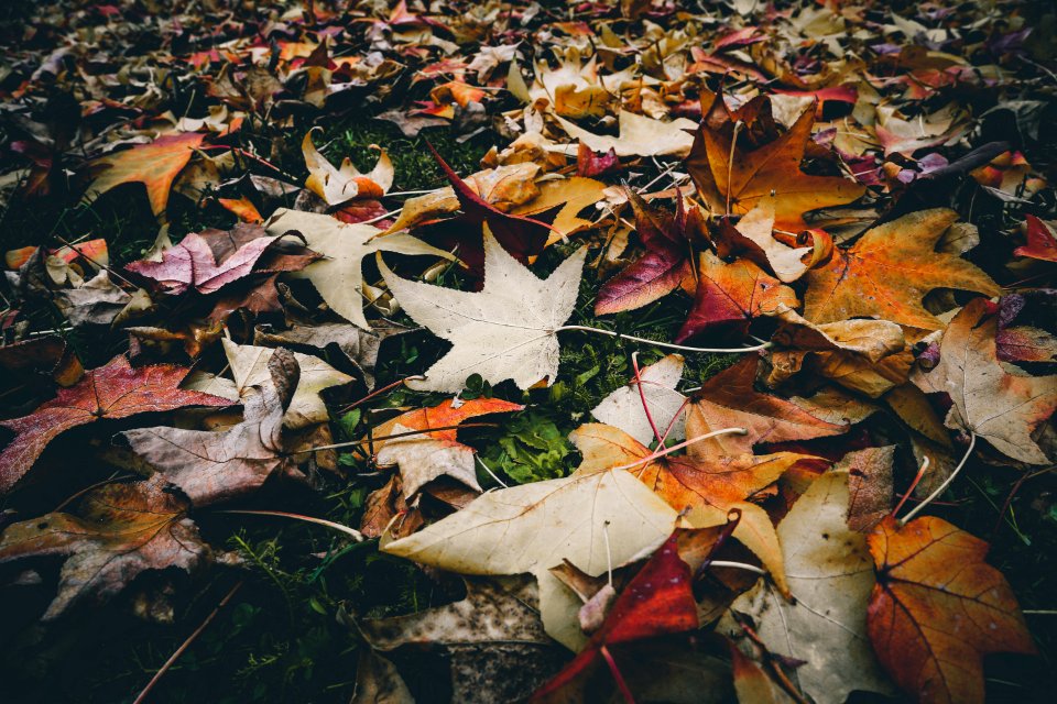 Withered Leaves On The Ground