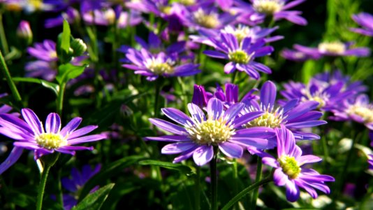 Purple Flower Field