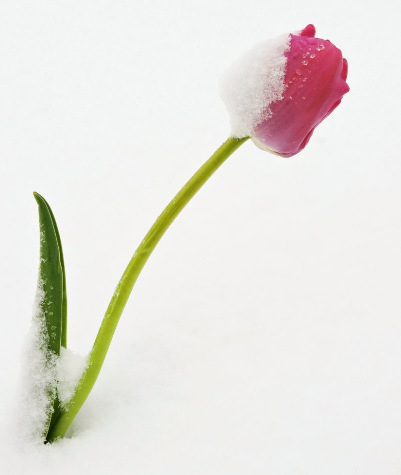 Photo Of Red Tulip Flower On Snow