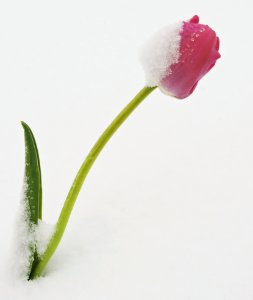 Photo Of Red Tulip Flower On Snow photo