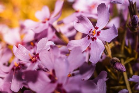 Closeup Photography Of Pink Phlox Flowers photo