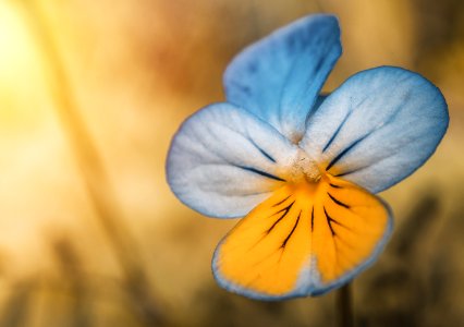 Closeup Photography Of Blue And Yellow Pansy Flower photo