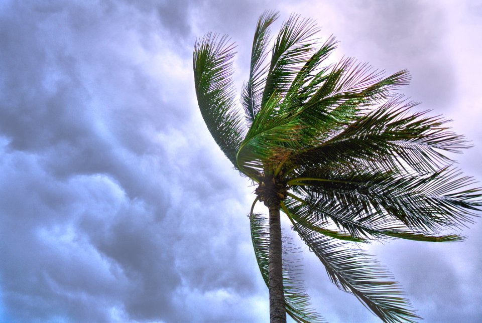 Close Up Photo Of Coconut Tree