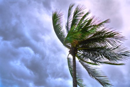 Close Up Photo Of Coconut Tree