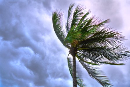 Close Up Photo Of Coconut Tree photo