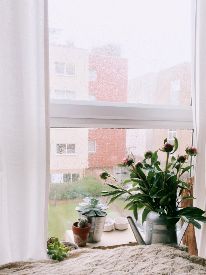 Green Leafed Plants In Front Clear Glass Window With White Frame
