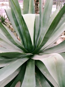 Photo Of Linear Leaf Plant