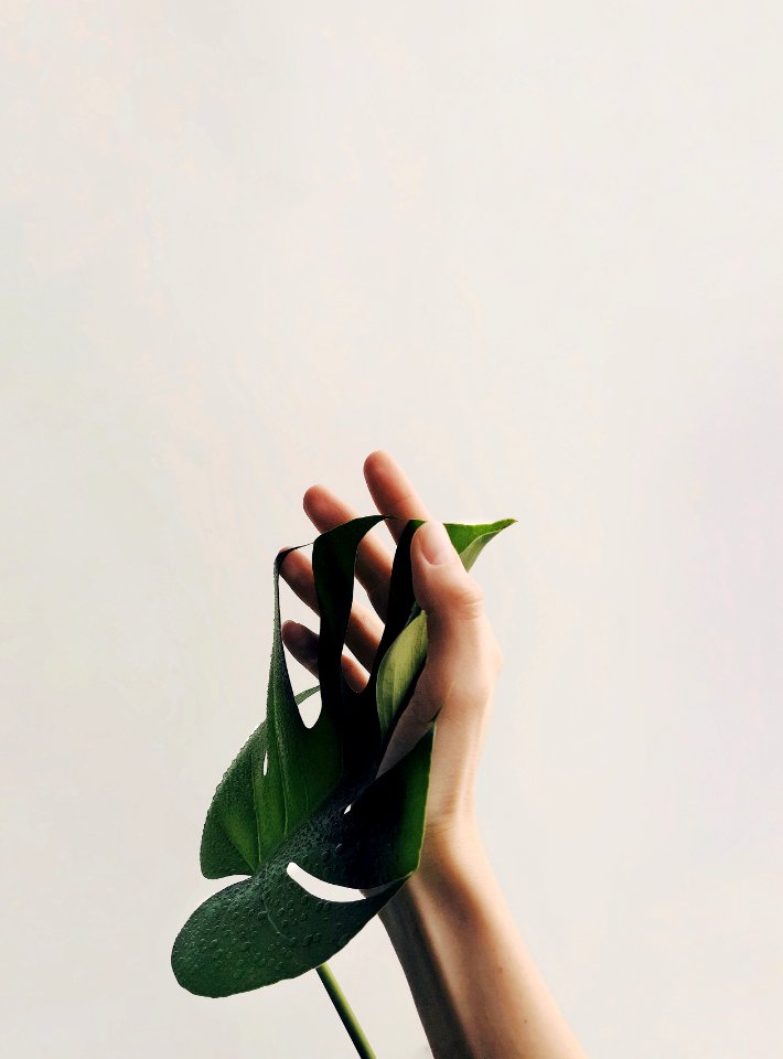 Photo Of Person Holding Green Leaf