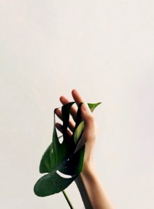 Photo Of Person Holding Green Leaf photo