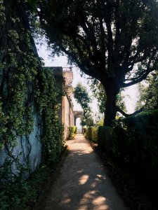 Photo Of Pathway Beside Tree And Wall