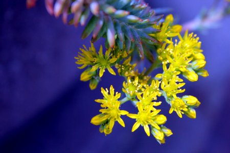 Yellow Succulent Flowers Selective-focus Photography photo