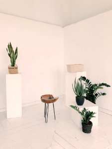 Photo Of Plants Near Wooden Chair photo