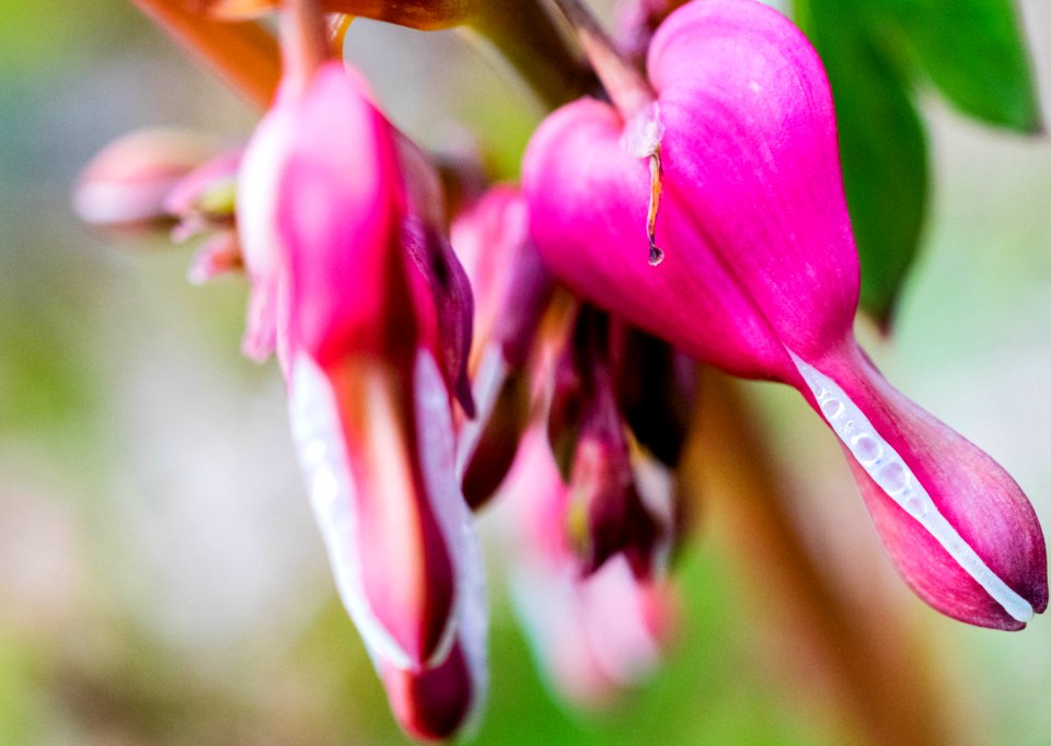 Pink Bleeding Hearts With Dewdrops