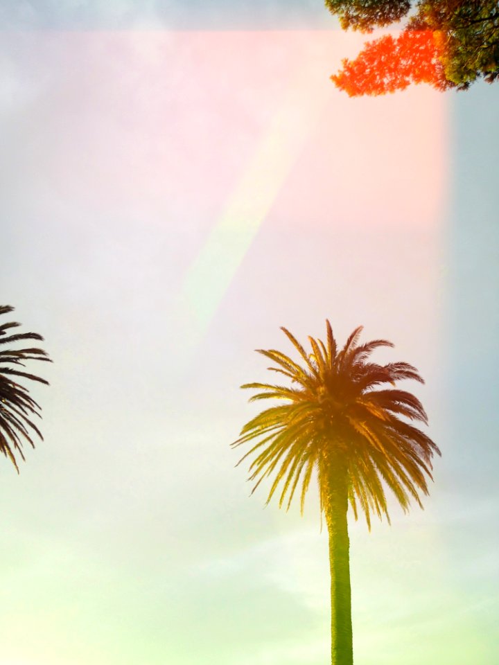 Low Angle Shot Of Palm Tree