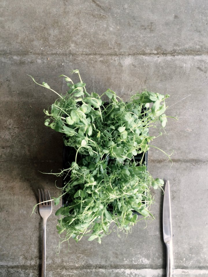 Green Leaf Vegetable On Black Container Near Gray Fork And Knife