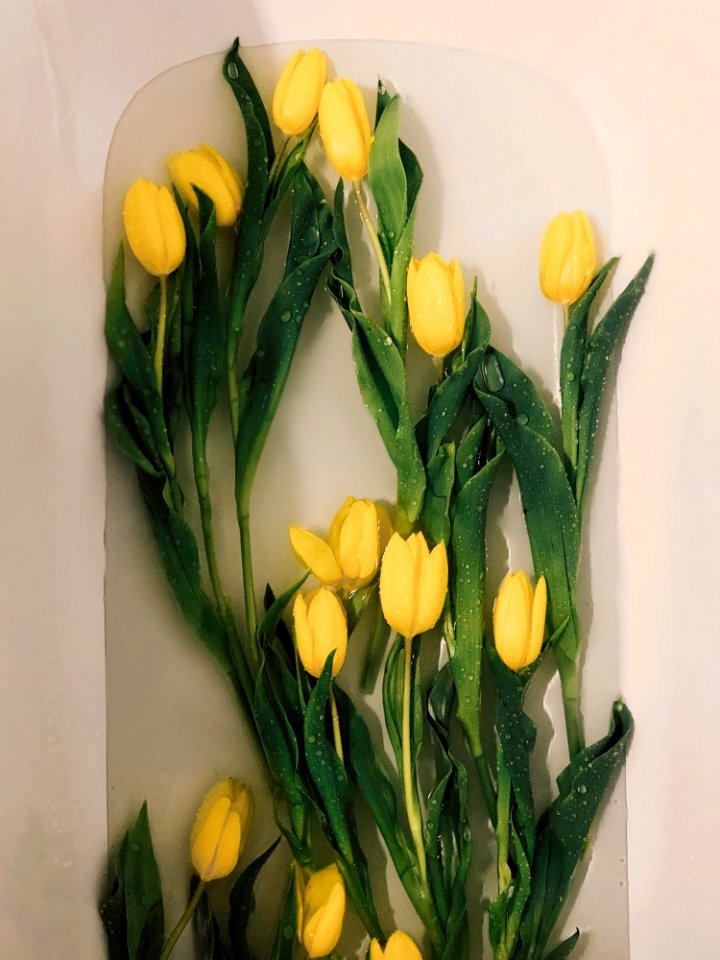 Photo Of Yellow Tulips On Water