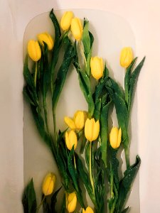 Photo Of Yellow Tulips On Water photo
