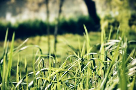 Close-up Photography Of Green Grasses photo