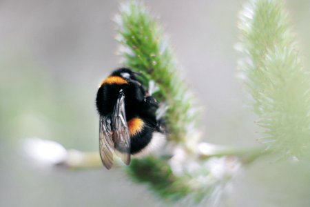 Selective Focus Photography Of Black And Yellow Carpenter Bee