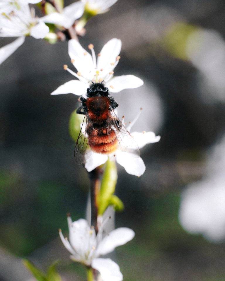 Brown And Black Bee