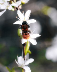 Brown And Black Bee
