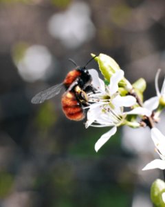 Macro Photography Of Bee On Flower