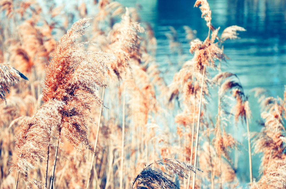 Shallow Focus Photo Of Brown Plants
