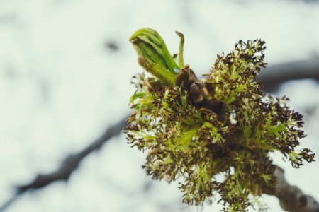 Green Leaves In Close Up Photography